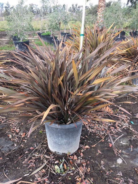 Photo for Phormium 'Black Adder' (Black New Zealand Flax)