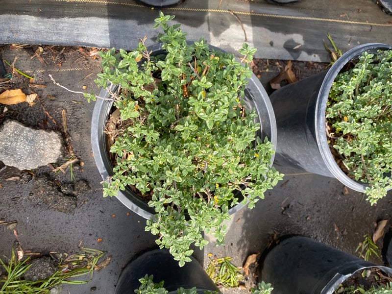 Photo for Teucrium x lucidrys (T. chamaedrys) (Wall Germander)