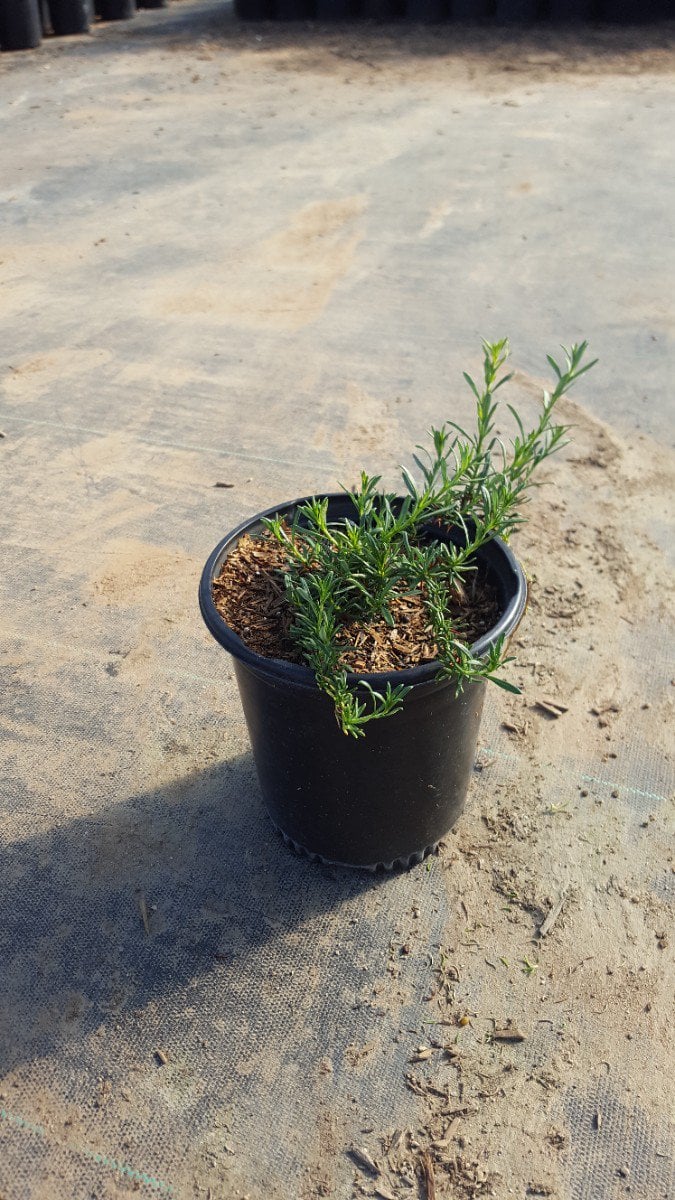 Photo for Eriogonum fasciculatum 'Theodore Payne' (Theodore Payne California Buckwheat)