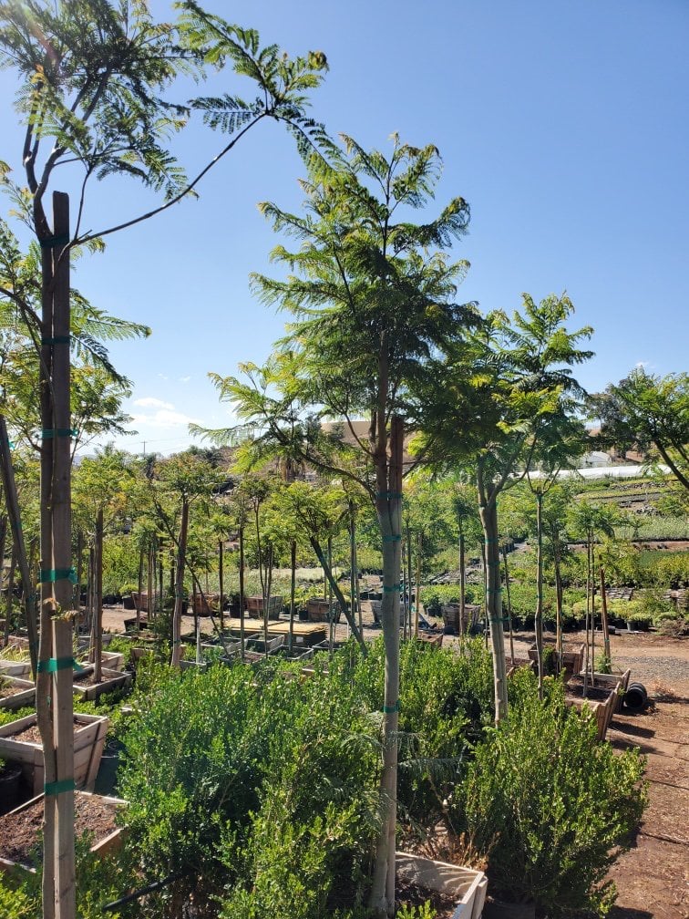 Photo for Jacaranda mimosifolia (Standard) (Jacaranda)