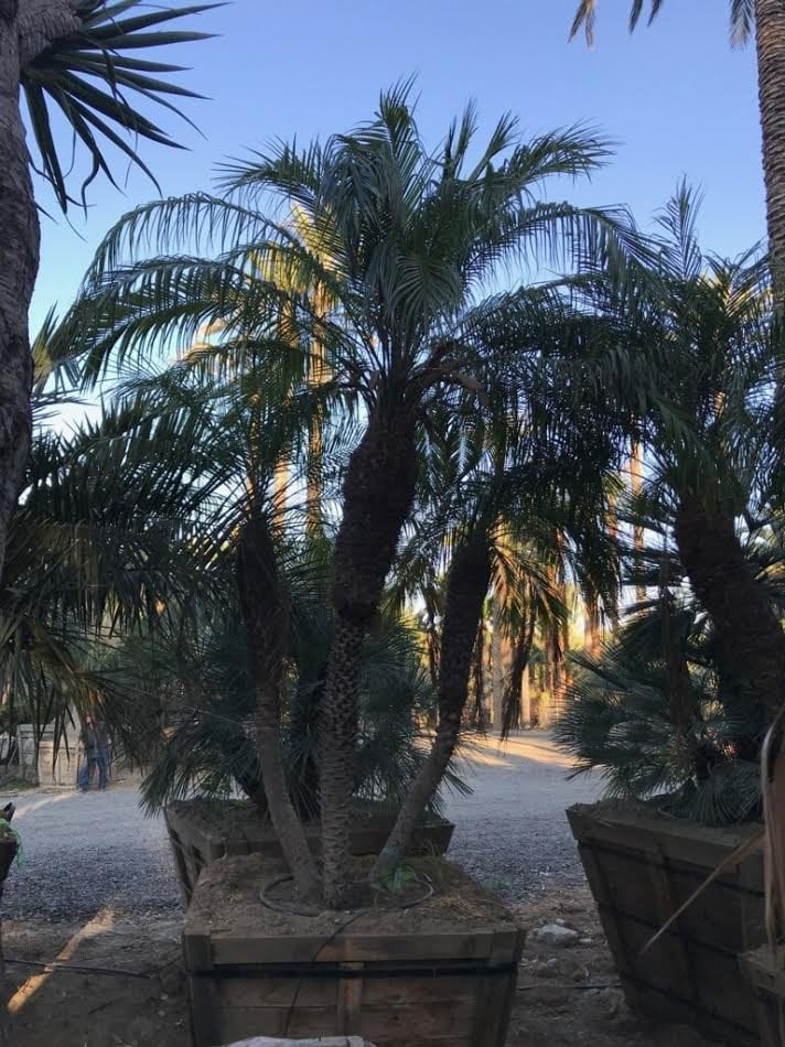 Photo for Chamaerops humilis (Multi) (Mediterranean Fan Palm)