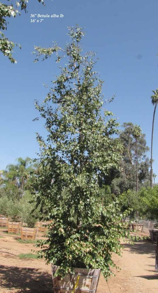 Photo for Betula pendula (European White Birch (East Asian Birch))