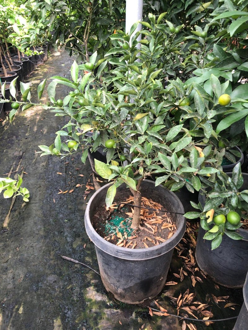 Photo for Fortunella margarita 'Nagami' (Dwarf Nagami Kumquat)