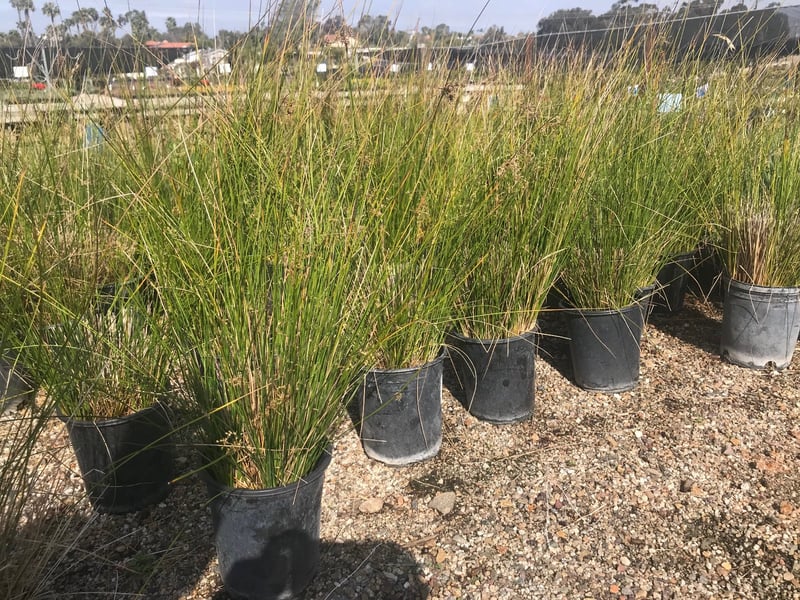 Photo for Juncus effusus (Soft Rush)