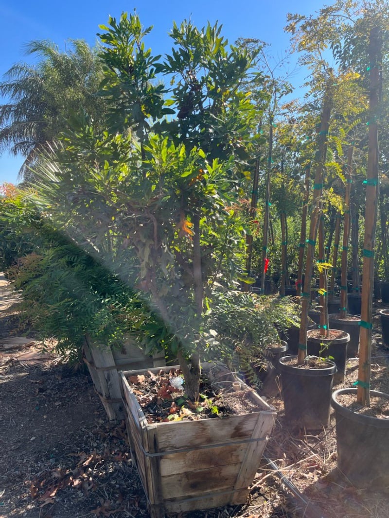 Photo for Stenocarpus sinuatus (Firewheel Tree)