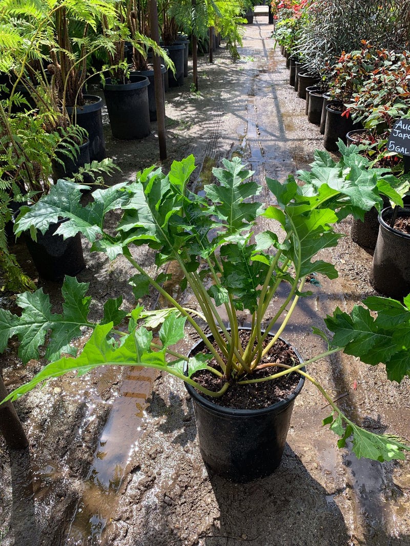 Photo for Acanthus mollis (Bear's Breeches, Oak Leaf)