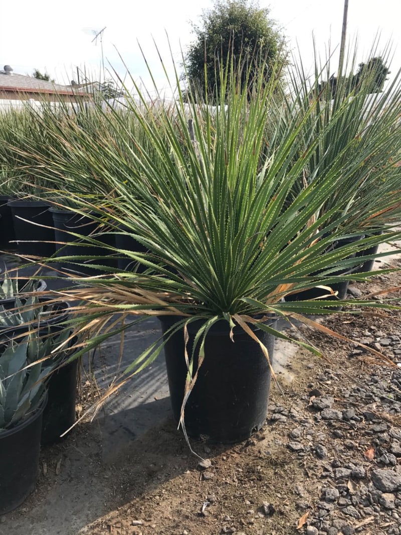 Photo for Dasylirion wheeleri (Spoon Yucca, Blue Sotol)