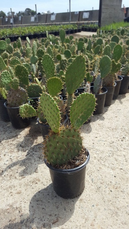 Photo for Opuntia littoralis (Coastal Prickly-Pear)