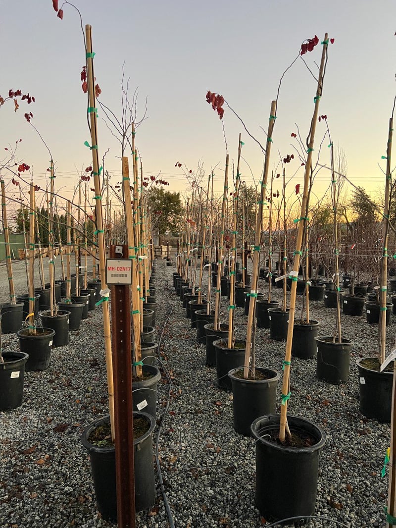 Photo for Cercis canadensis 'Forest Pansy' (Eastern Redbud 'Forest Pansy')