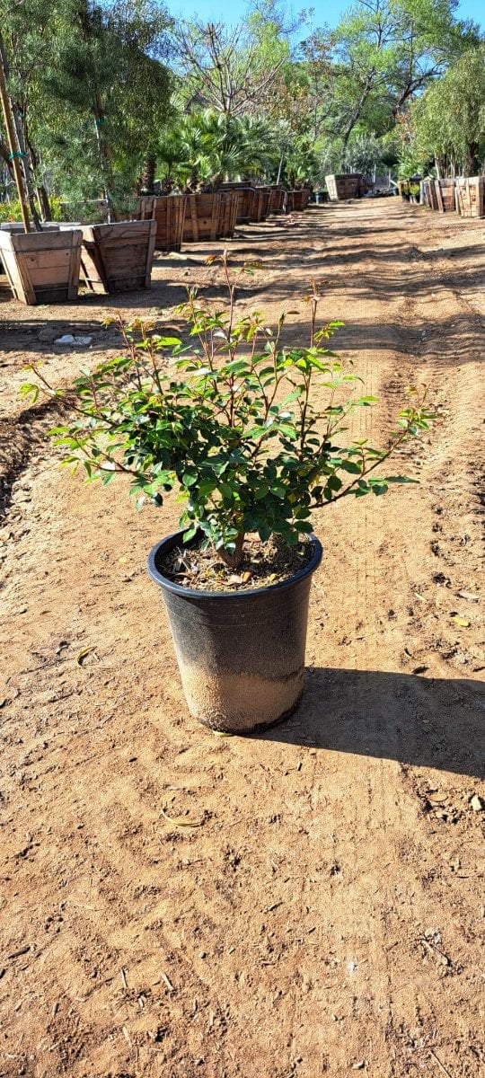Photo for Rosa 'Iceberg' (White) (Iceberg Shrub Rose)