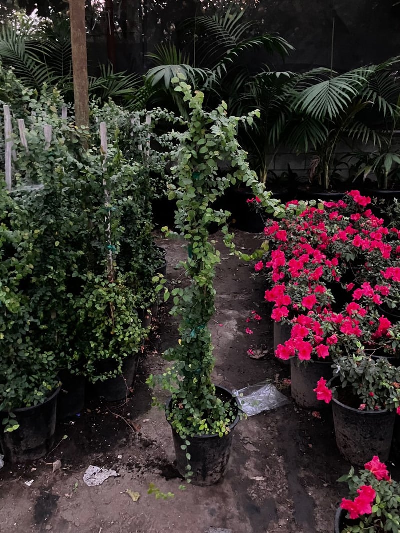 Photo for Ficus pumila (F. repens) (Creeping Fig, Fig Ivy)