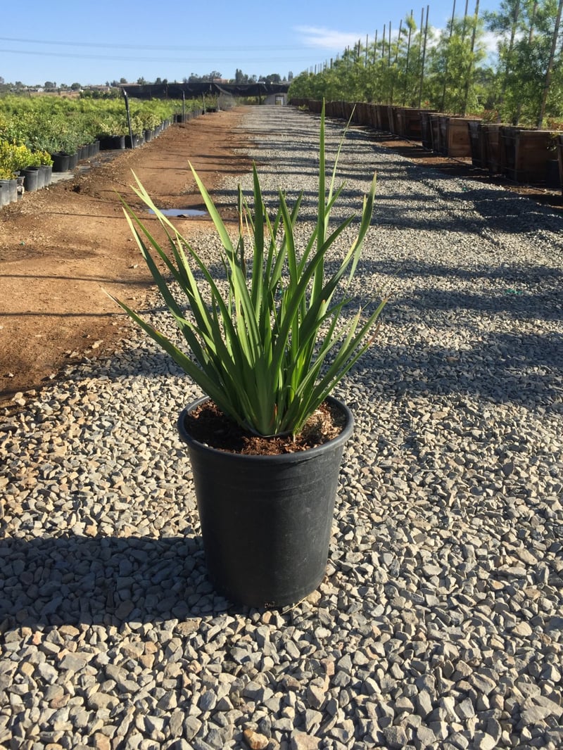 Photo for Dietes iridioides (White African Iris, Fortnight Lily)