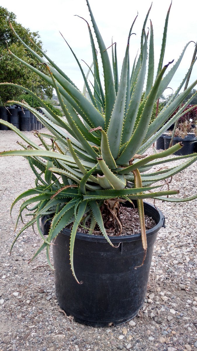 Photo for Aloe salm-dyckiana (Salm-Dyckiana Aloe)