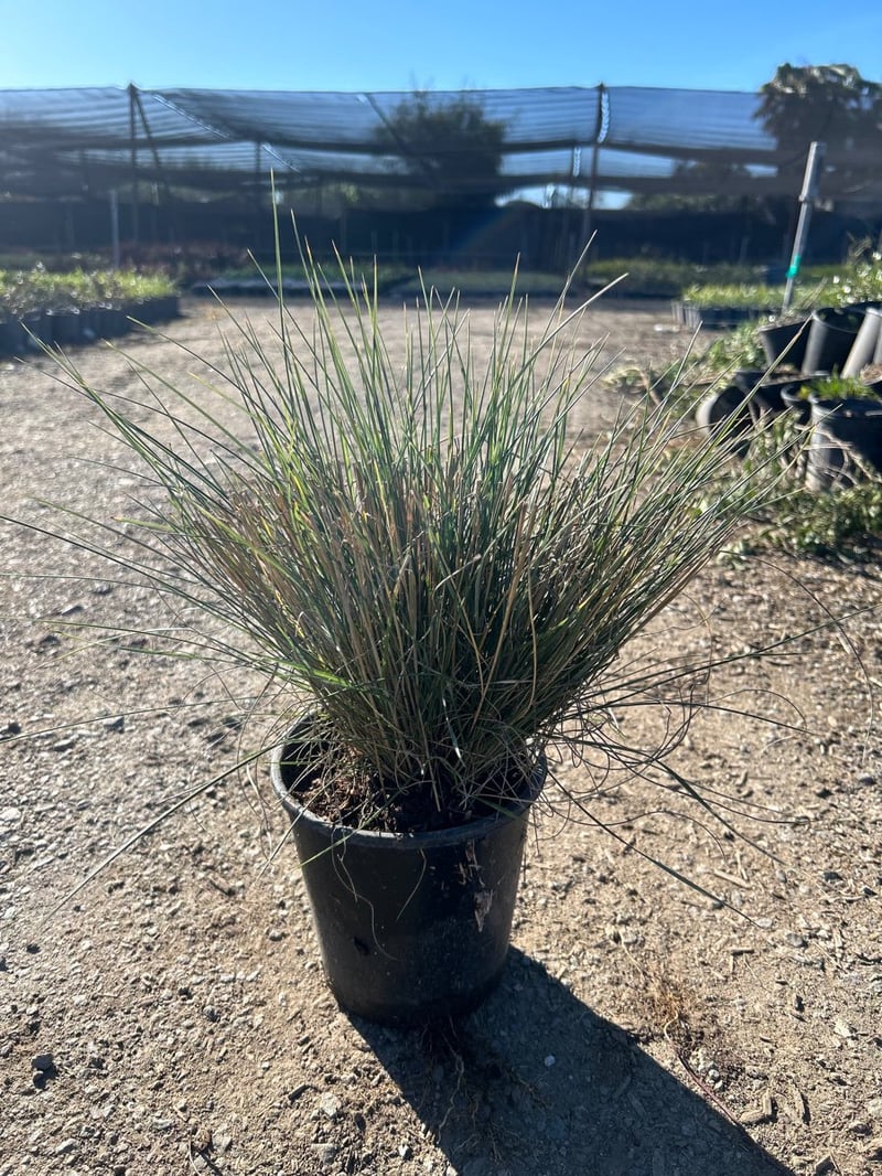 Photo for Muhlenbergia dubia (Pine Muhly)