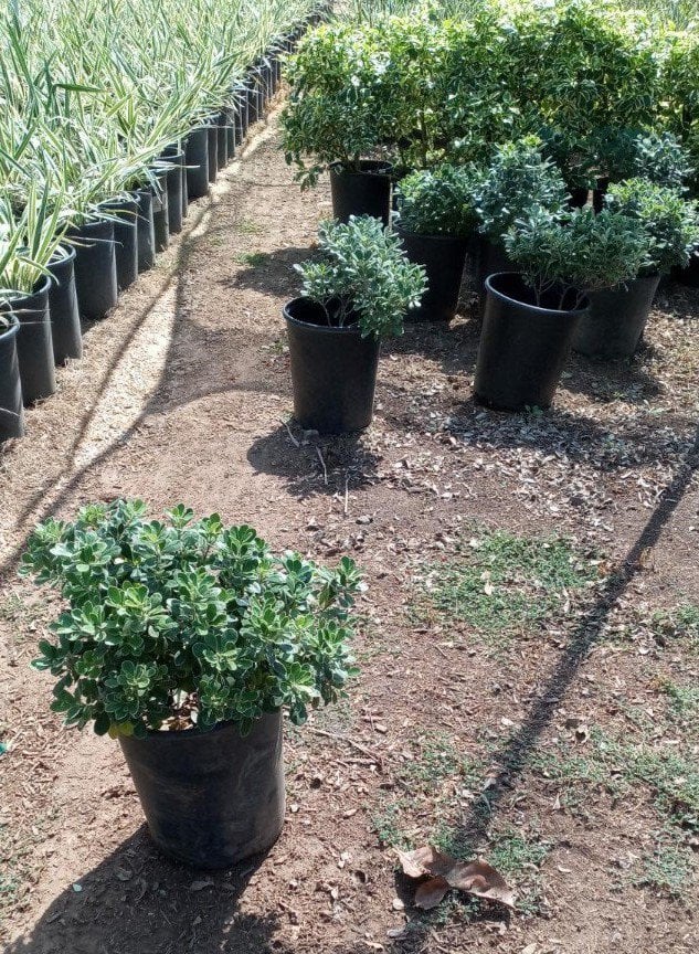 Photo for Pittosporum crassifolium 'Compactum' (Dwarf Karo)