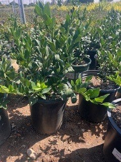 Photo for Ligustrum japonicum 'Texanum' (Waxleaf Privet)