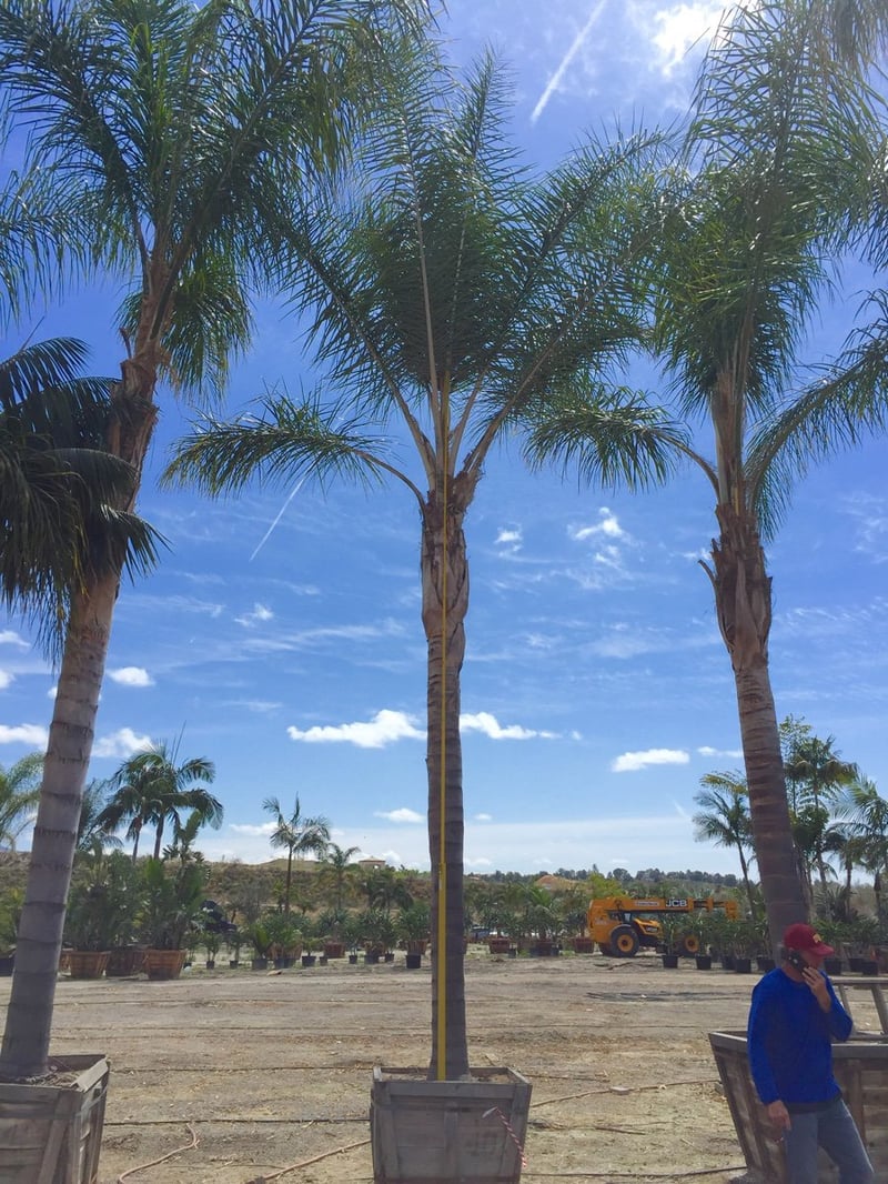 Photo for Arecastrum romanzoffianum (Queen Palm)