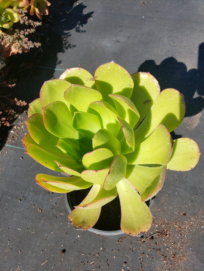 Photo for Aeonium arboreum (Green Tree Aeonium)