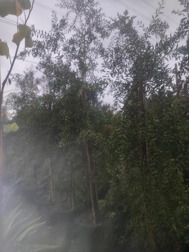 Photo for Melaleuca quinquenervia (Multi) (Cajeput Tree, Paperbark Tree)