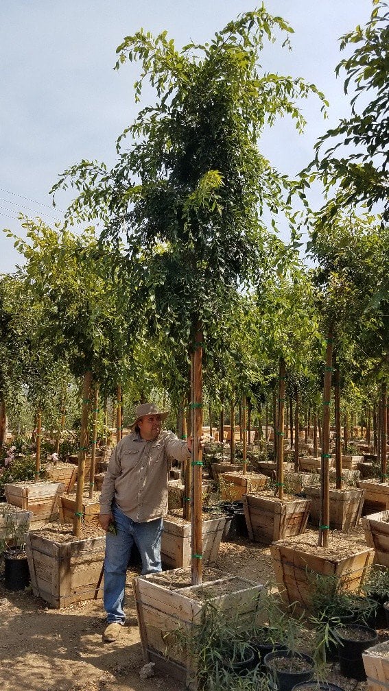 Photo for Ulmus parvifolia (Chinese Elm, Lacebark Elm)