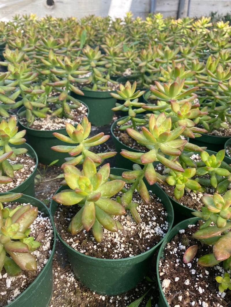 Photo for Sedum nussbaumerianum (Coppertone Stonecrop)