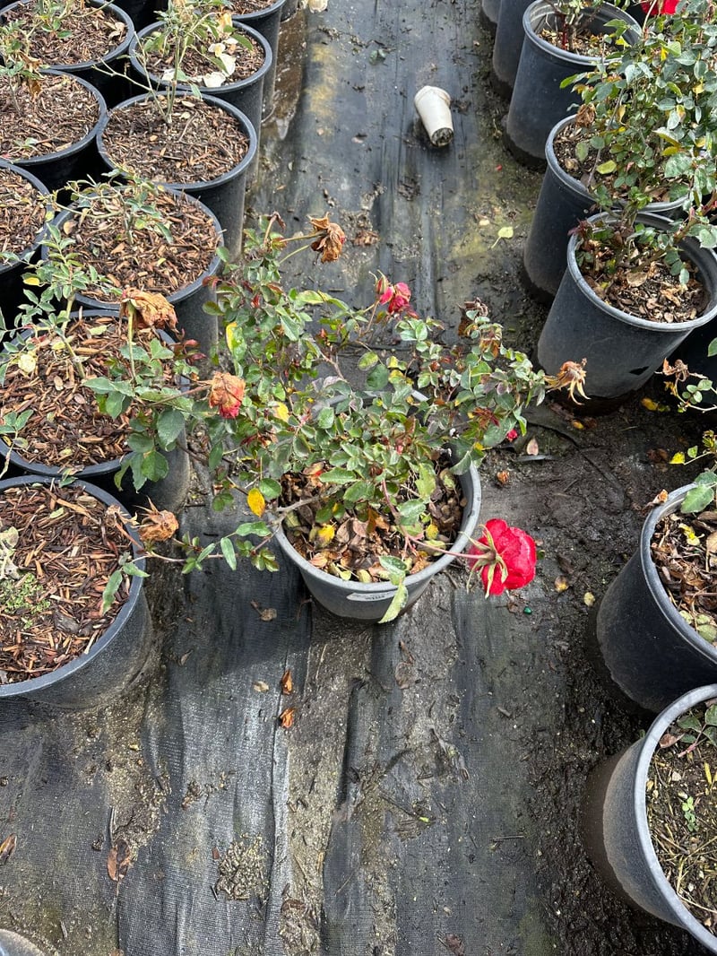 Photo for Rosa 'Iceberg Red' (Red Iceberg Rose)