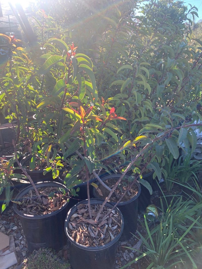 Photo for Malosma laurina (Laurel Sumac)