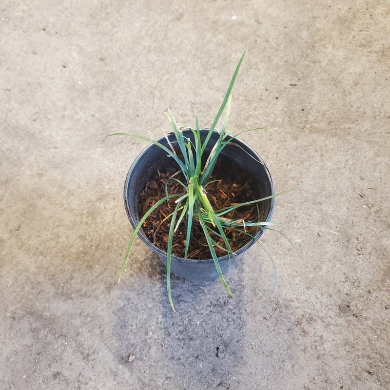Photo for Ophiopogon japonicus (Mondo Grass)