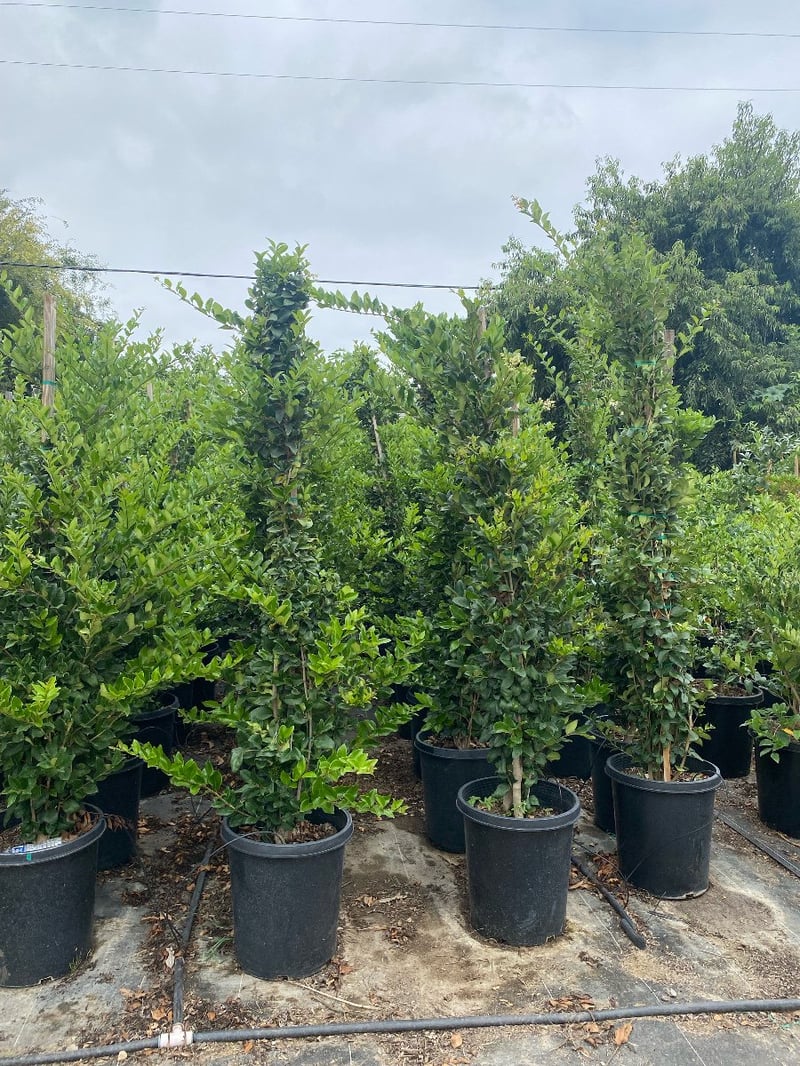 Photo for Ligustrum japonicum 'Texanum' (Staked) (Waxleaf Privet japonicum)