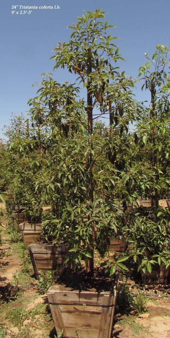 Photo for Lophostemon confertus (Brisbane Box)