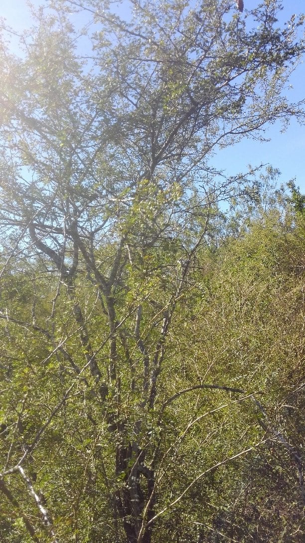 Photo for Acacia greggii (Senegalia greggii) ( Catclaw Acacia, Devilsclaw)
