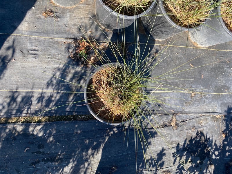 Photo for Muhlenbergia capillaris 'White Cloud' (White Awn Muhly)