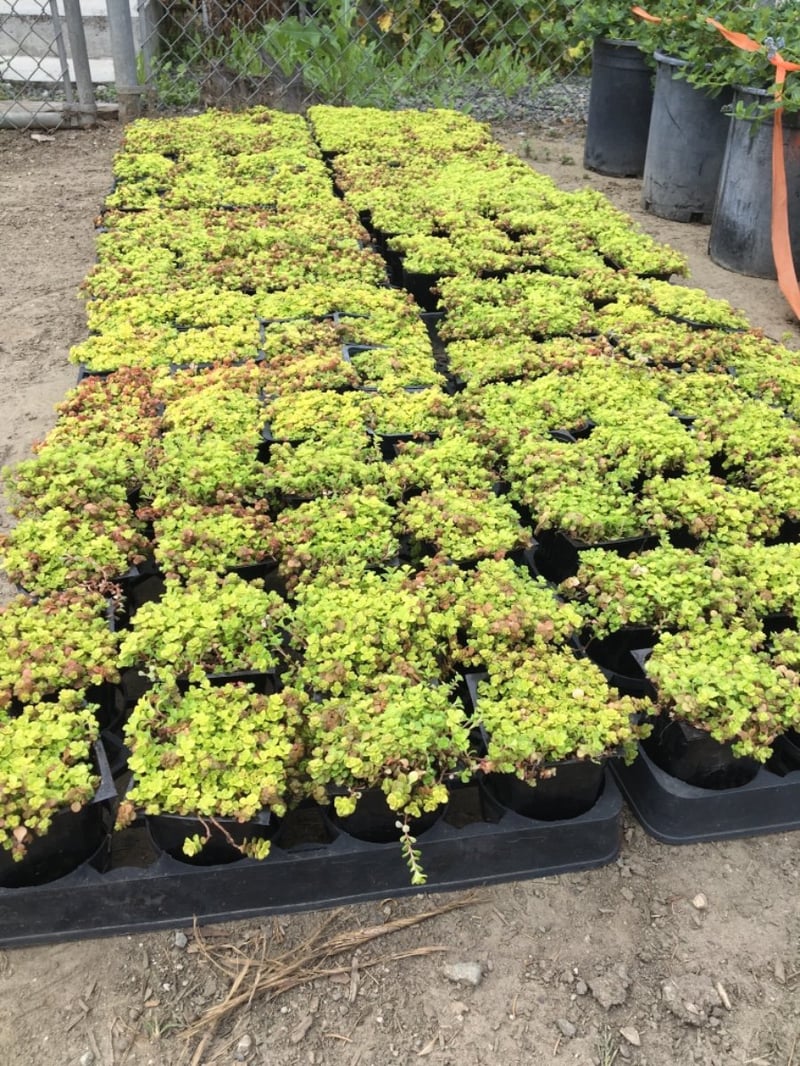 Photo for Sedum makinoi 'Ogon' (Ogon Stonecrop)