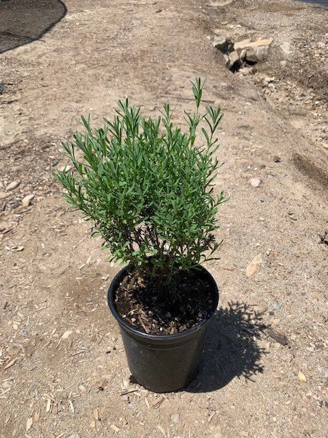 Photo for Lavandula angustifolia 'Hidcote Blue' (Hidcote Blue English Lavender)