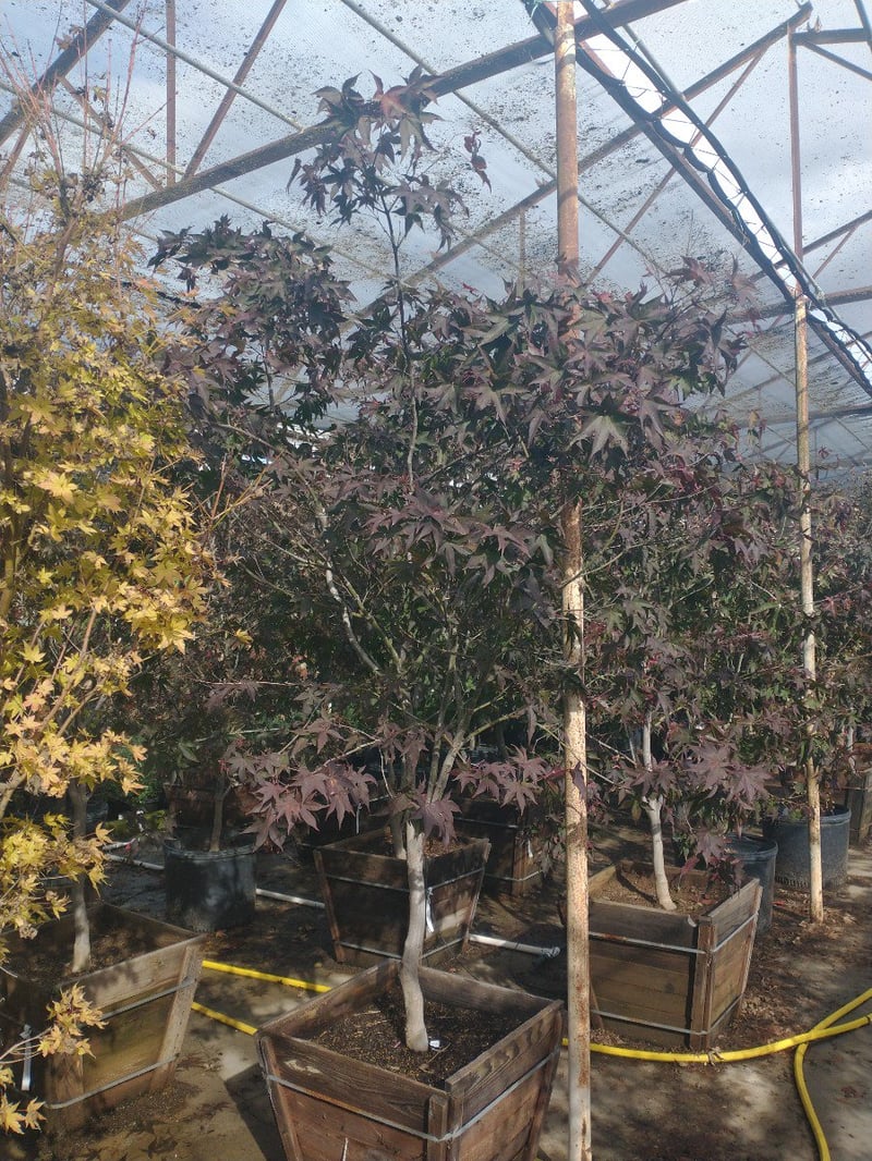Photo for Acer palmatum 'Bloodgood' (Bloodgood Japanese Maple)