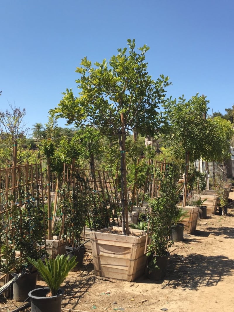 Photo for Cupaniopsis anacardioides (Standard) (Carrotwood)