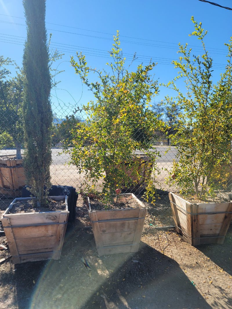 Photo for Punica granatum 'Wonderful' (Wonderful Fruiting Pomegranate)