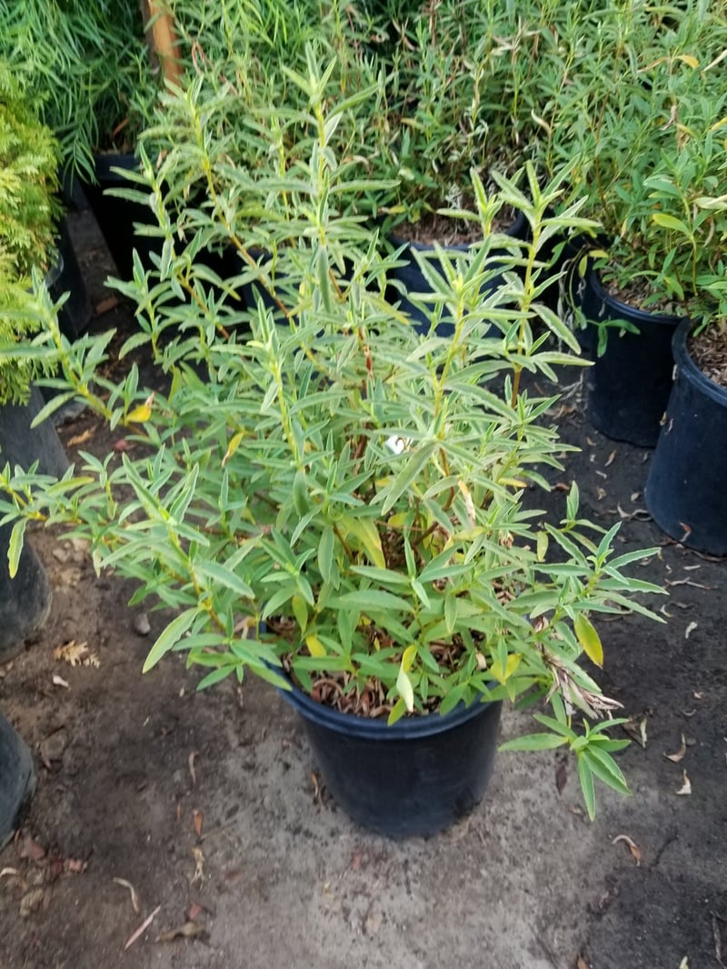Photo for Cistus x pulverulentus 'Sunset' (Magenta rock rose)