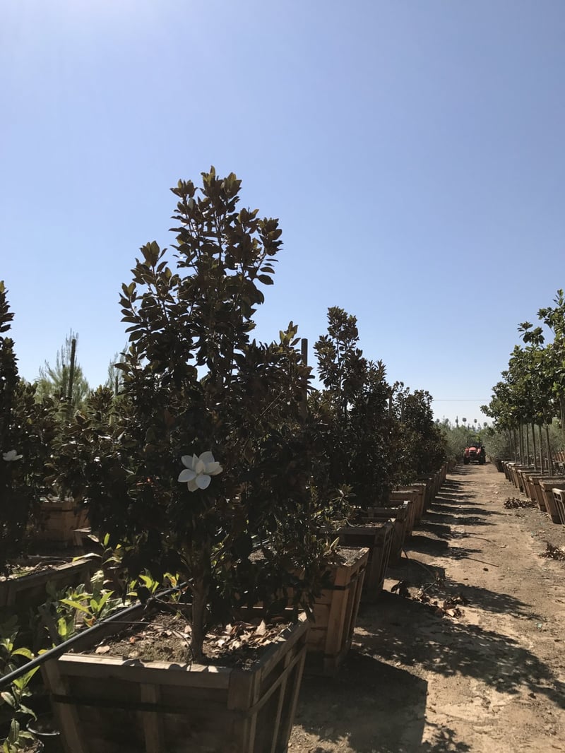 Photo for Magnolia grandiflora 'Little Gem' (Little Gem Dwarf Southern Magnolia)
