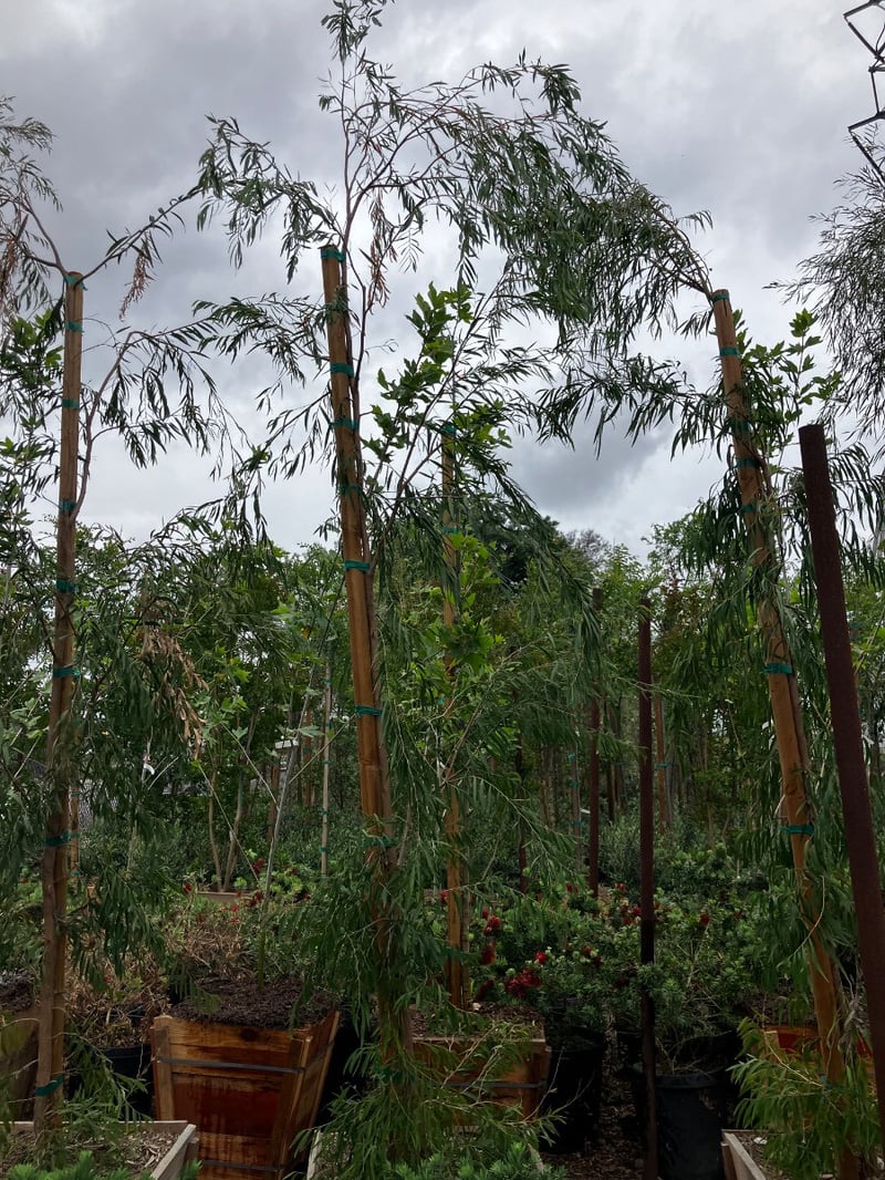 Photo for Agonis flexuosa (Peppermint Tree)