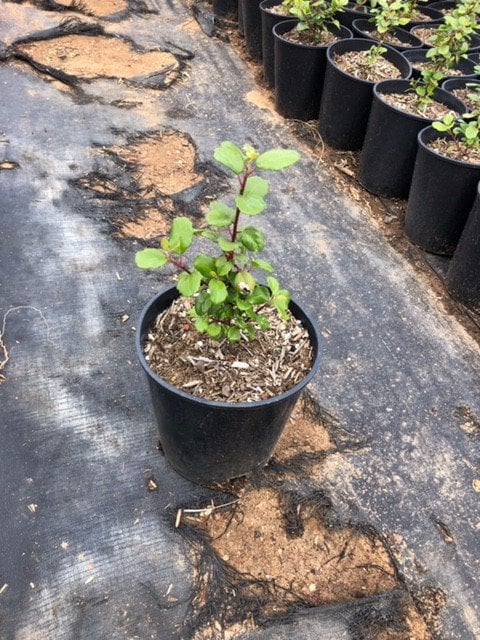 Photo for Ribes viburnifolium (Catalina Currant)