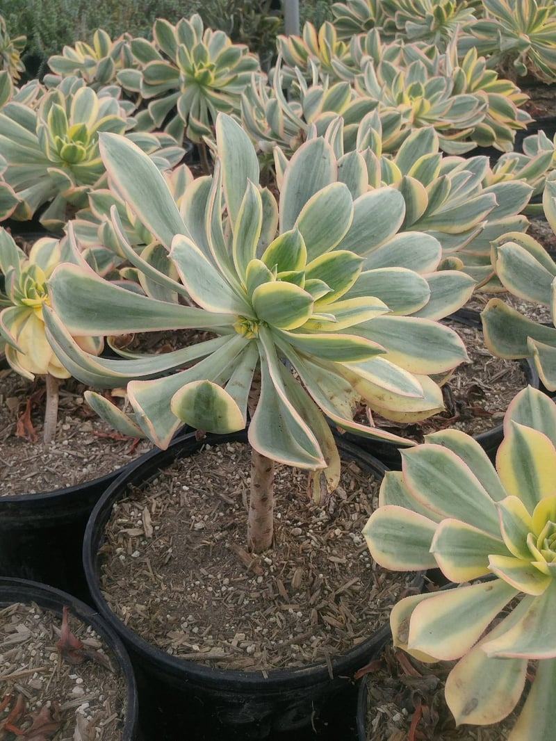 Photo for Aeonium 'Sunburst' (Copper Pinwheel)