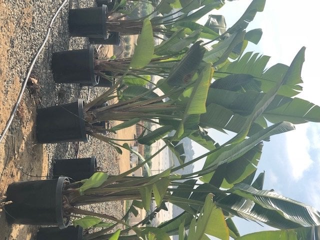 Photo for Strelitzia nicolai (Giant Bird Of Paradise)