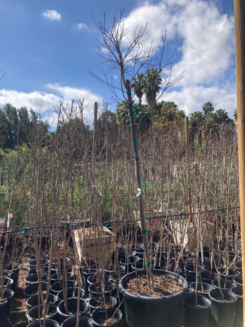 Photo for Lagerstroemia indica x fauriei 'Natchez' (Standard) (Natchez Crape Myrtle)