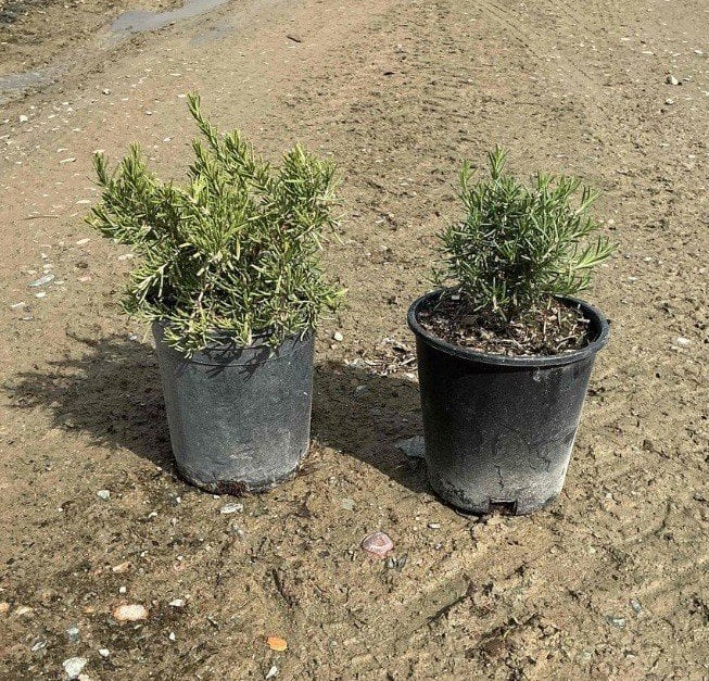 Photo for Rosmarinus officinalis (Rosemary)