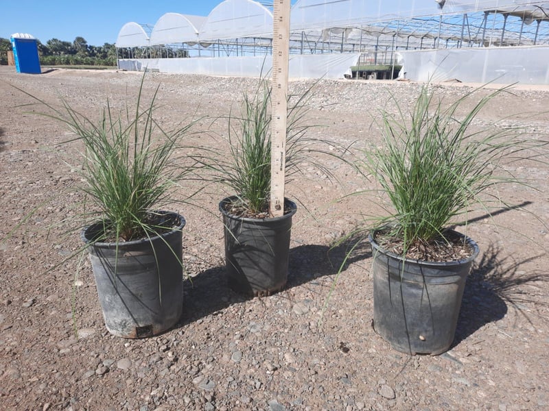 Photo for Muhlenbergia dubia (Pine Muhly)