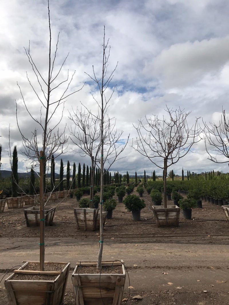 Photo for Platanus racemosa (Low Branch) (California Sycamore)