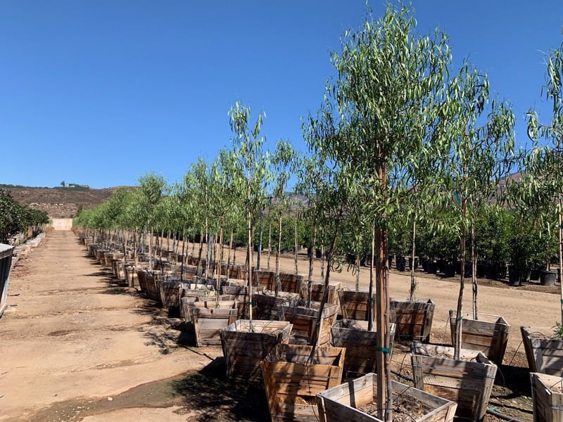 Photo for Geijera parviflora (Standard) (Australian Willow)