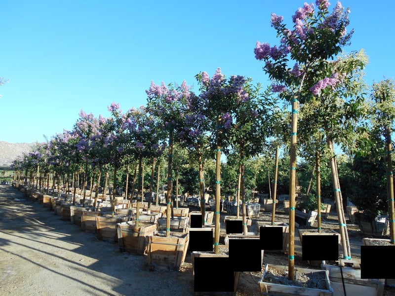 Photo for Lagerstroemia indica x fauriei 'Muskogee' (Standard) (Muskogee Crape Myrtle)