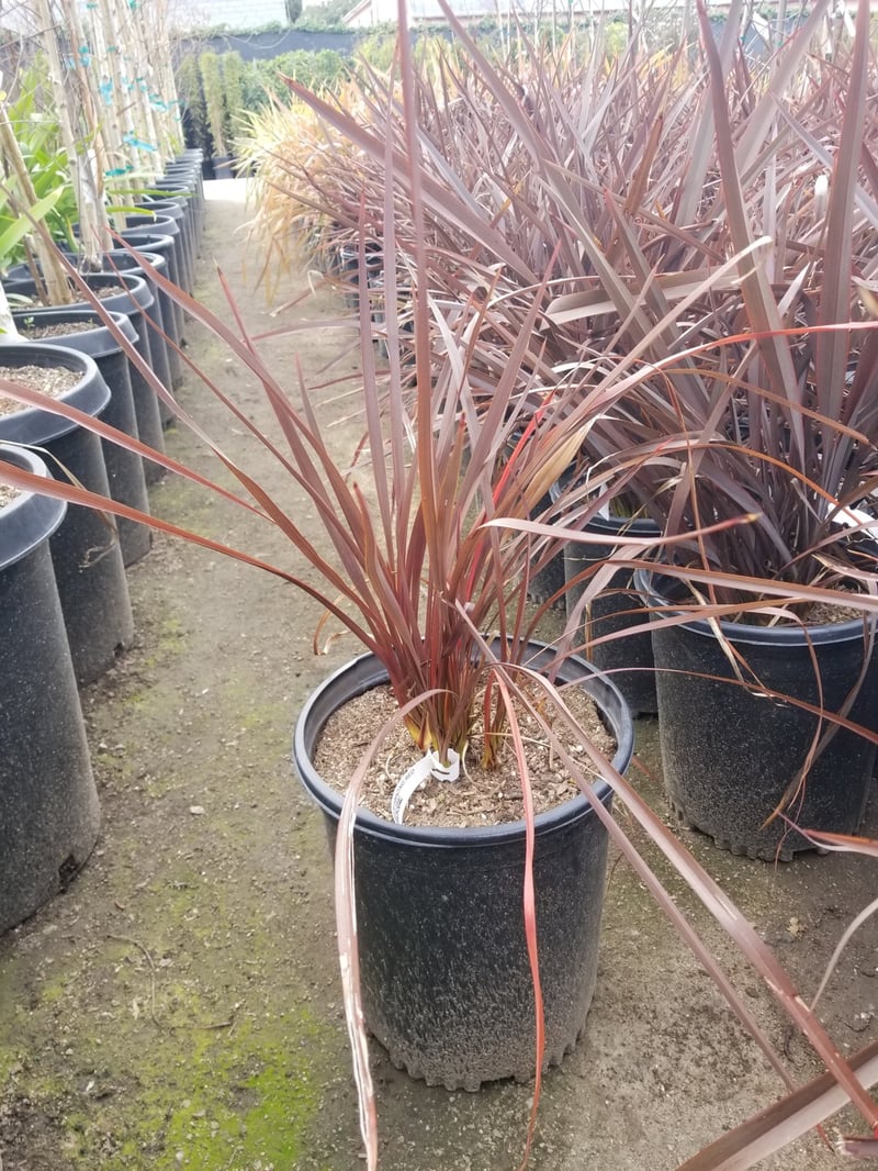 Photo for Phormium 'Amazing Red' (Amazing Red New Zealand flax)